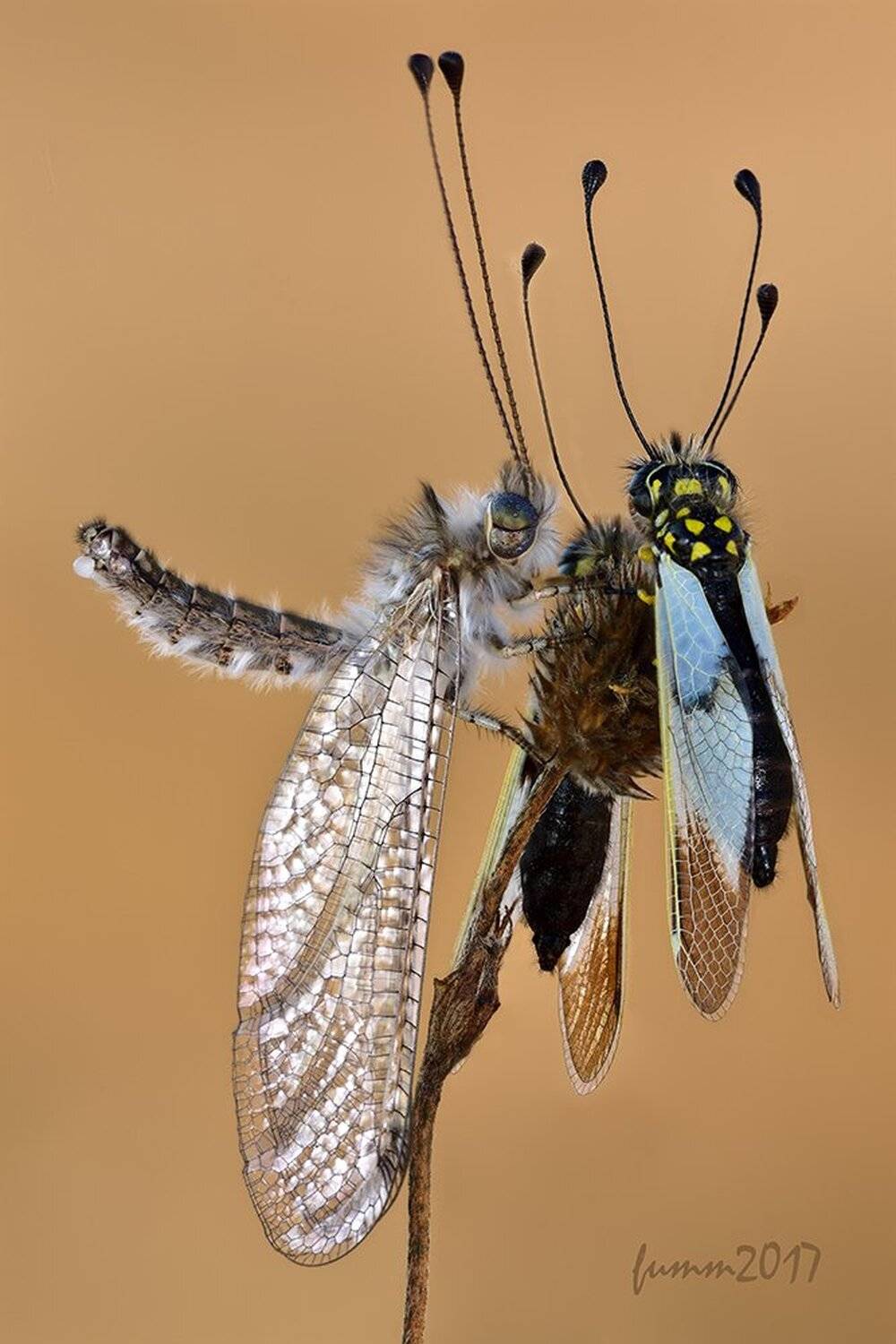 , Игорь ФУММ