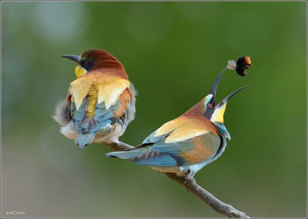щурки,пара,ловкий,шмель, Александр Чувилин