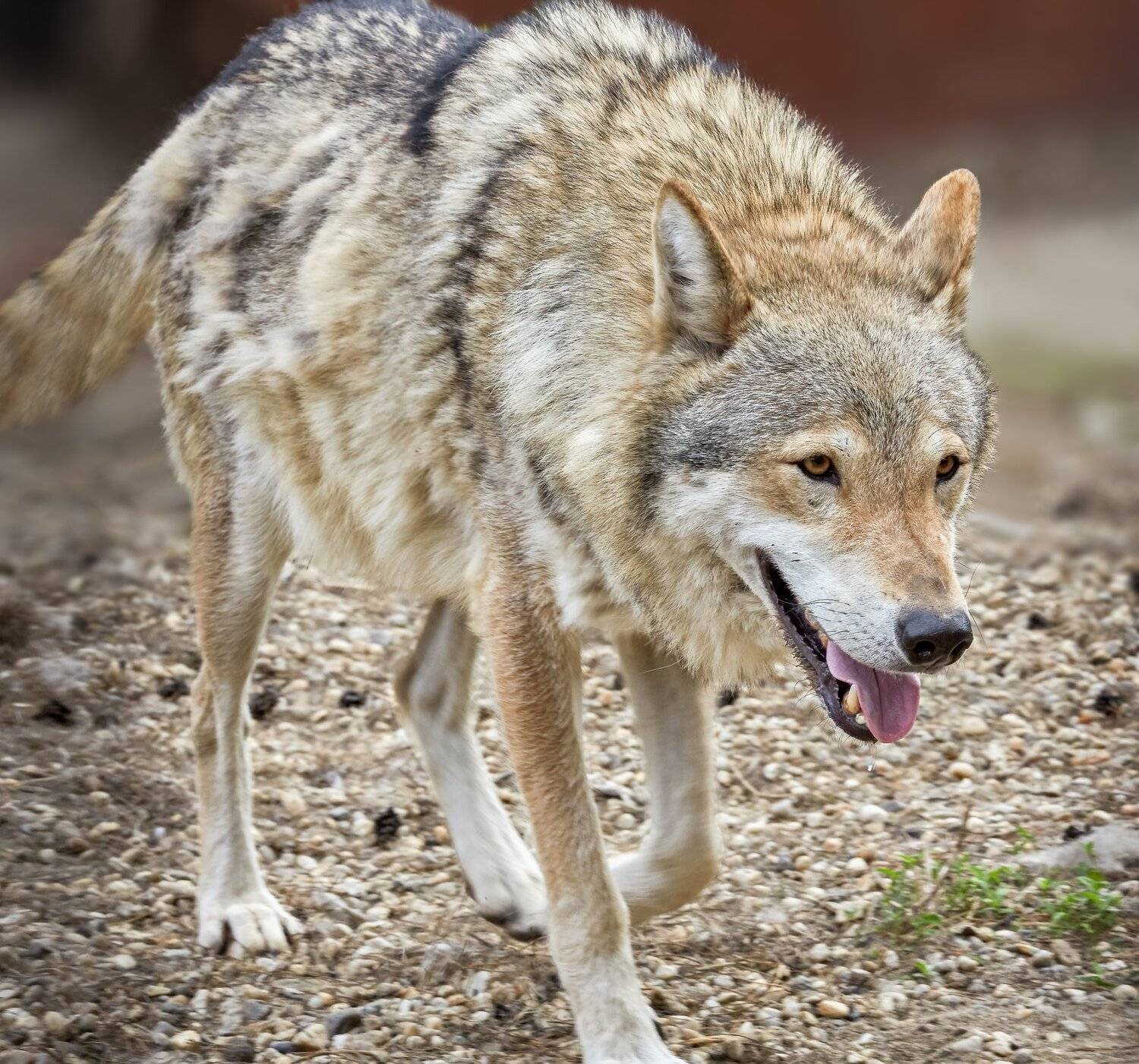 , Олег Богданов