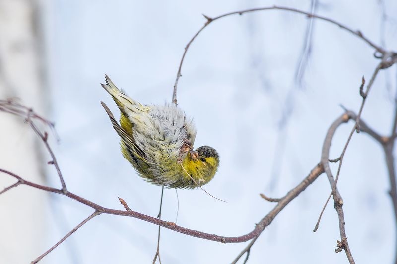 чиж фото превью