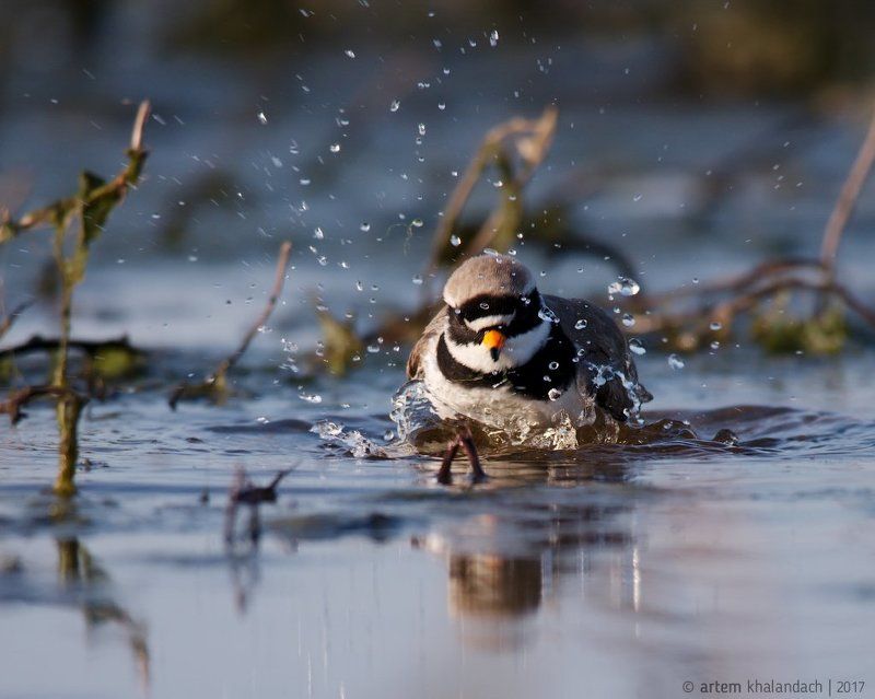 беларусь, кулик, галстучник Чистый кулик фото превью