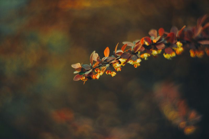 месяц май фото превью