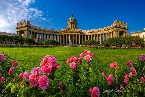 Розы у Казанского Собора