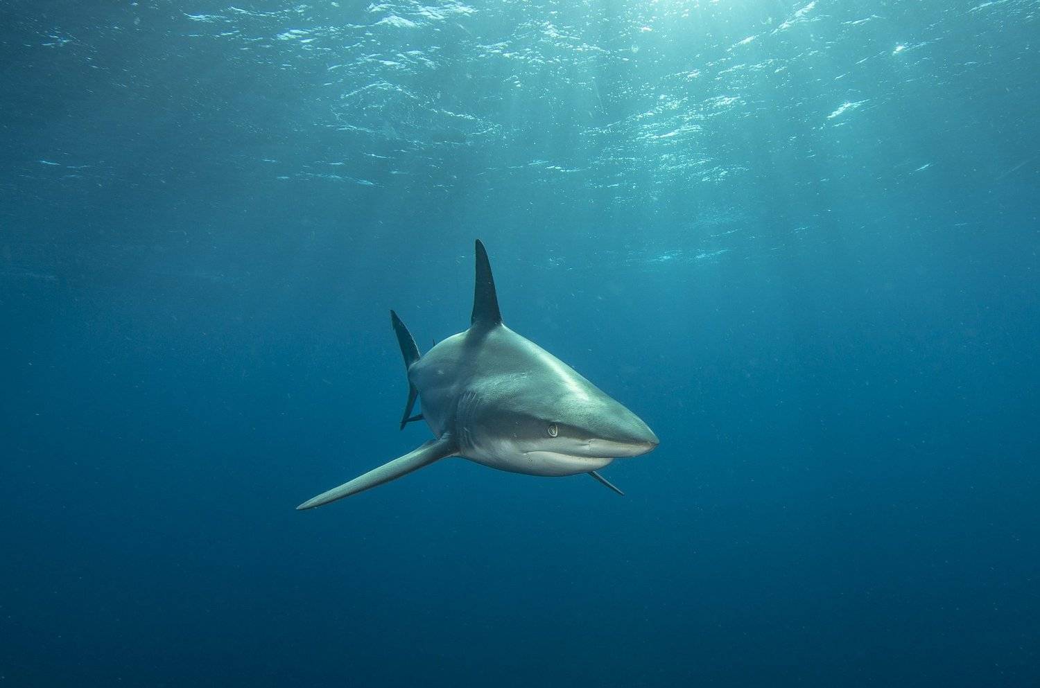 акула, под водой, море, океан, животные, рыбы, природа, Дмитрий Старостенков