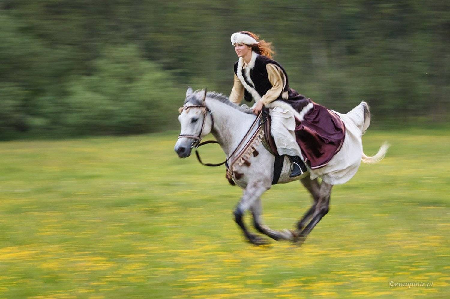horse, panning,, Piotr Debek