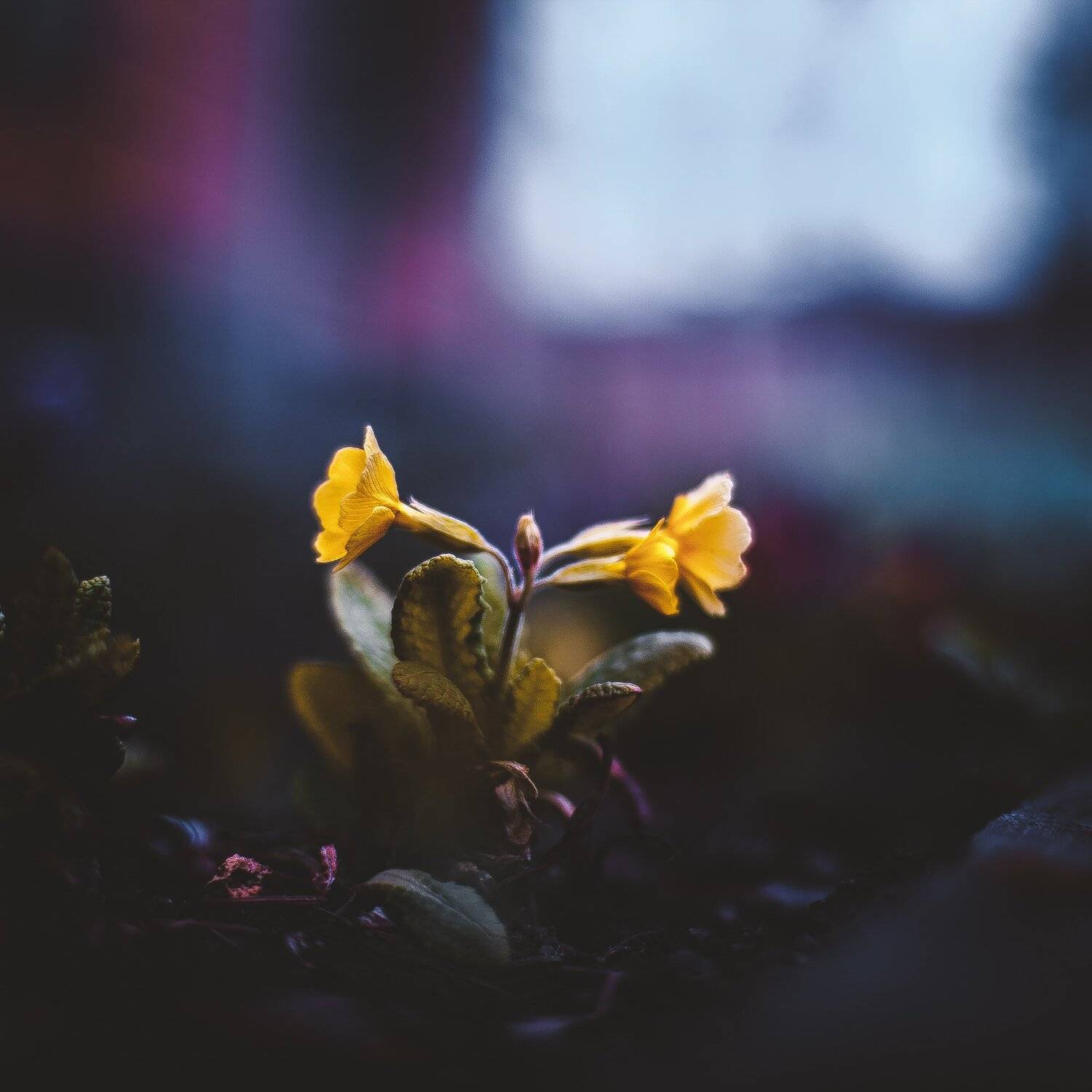 ботанический сад, макро, цветы, зелень, природа, Манченко Кристина