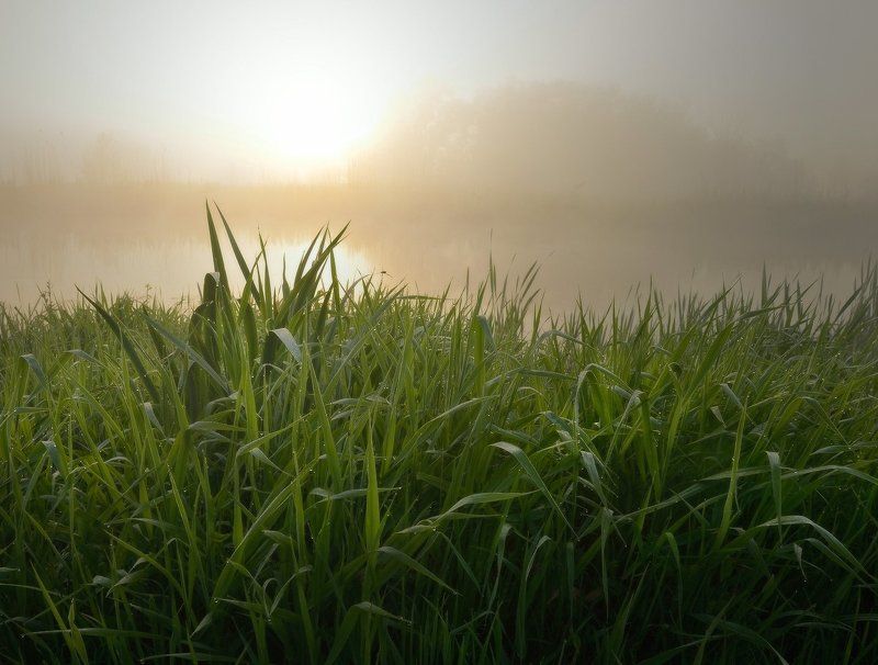 По утренней росе фото превью