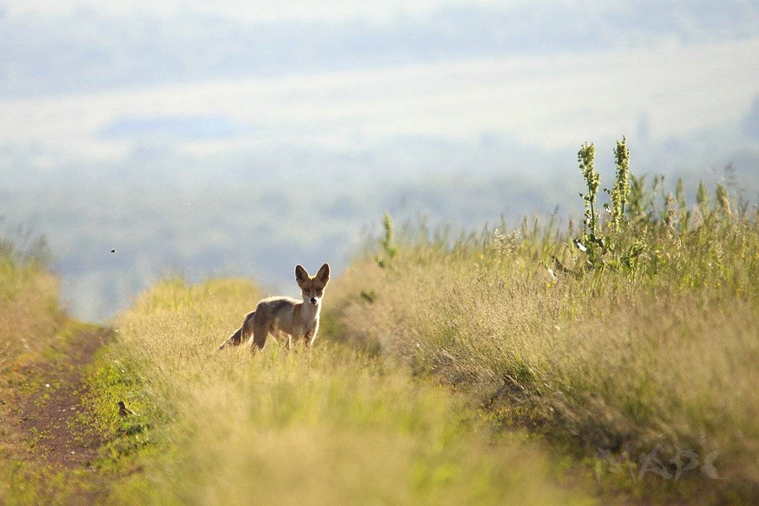 животные весна лиса, Шангареев Марс