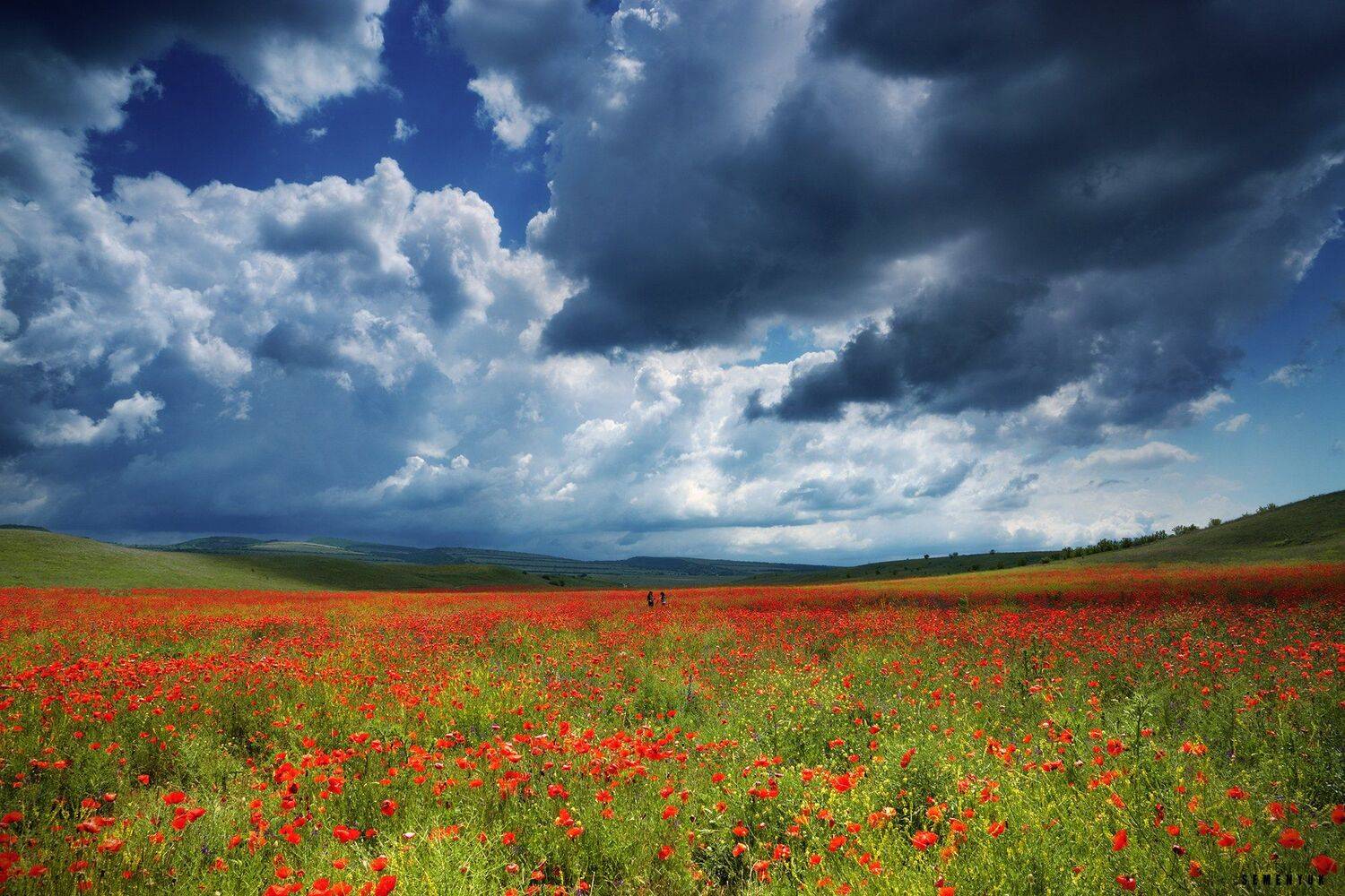 крым, маки, цветы, поле, небо, облака, люди., Семенюк Василий