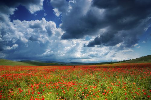 Между небом и маками.