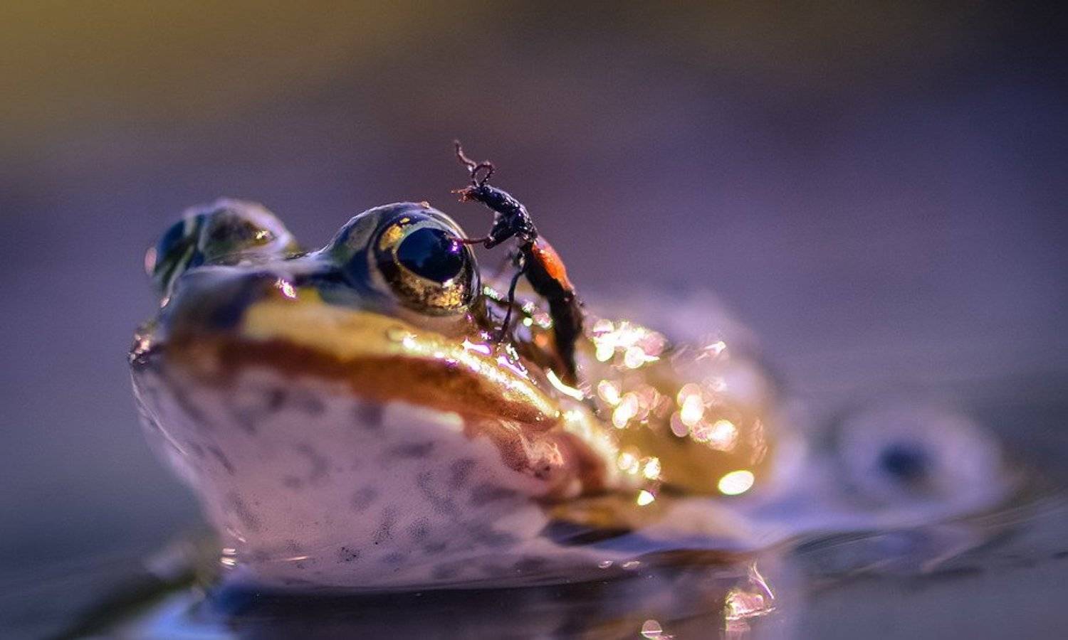 , Вячеслав Мищенко