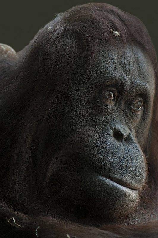 Menagerie#* фото превью