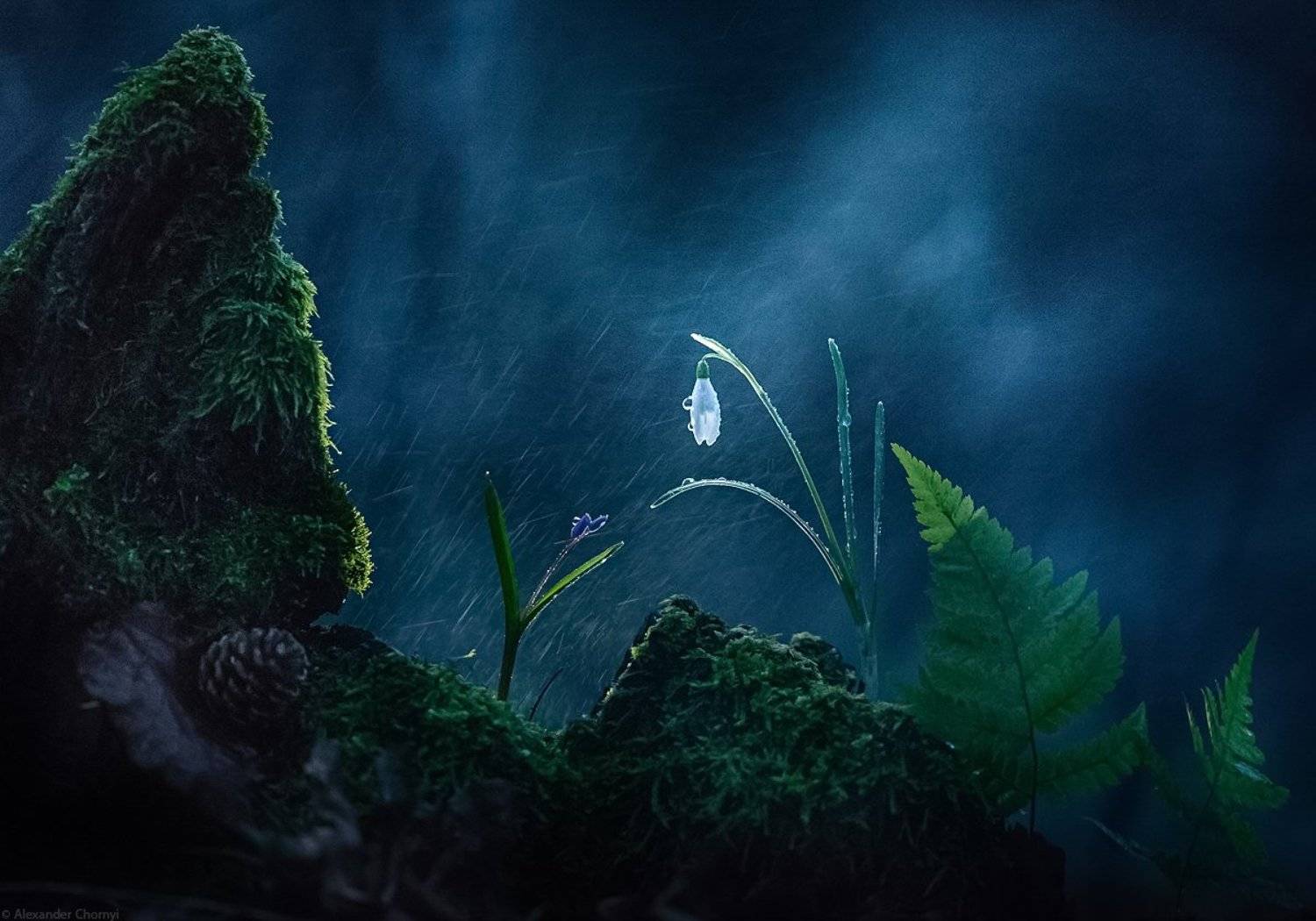 украина, коростышев, весна, лес, красота, макро, макро мир, природа, макро-красота, макро цветы, пролески, цветы, макросьемка, чорный,, Александр Чорный