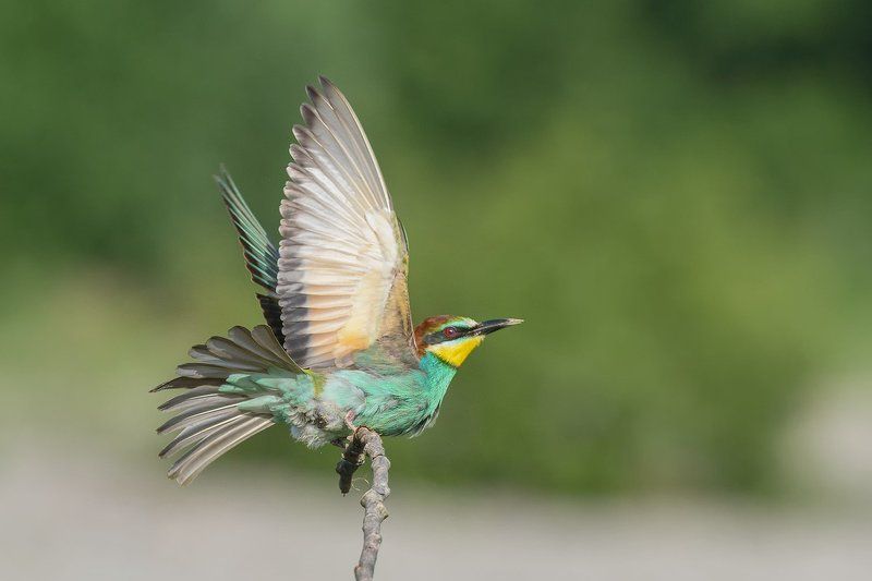 Merops apiaster фото превью