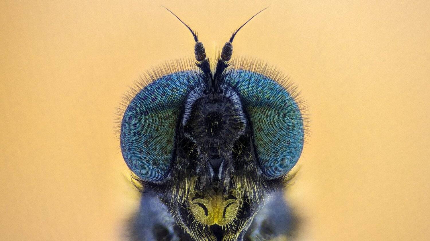 ceclii, macro, extrememacro, insect, animals, fly, макро, муха, Tsvetan Ganev