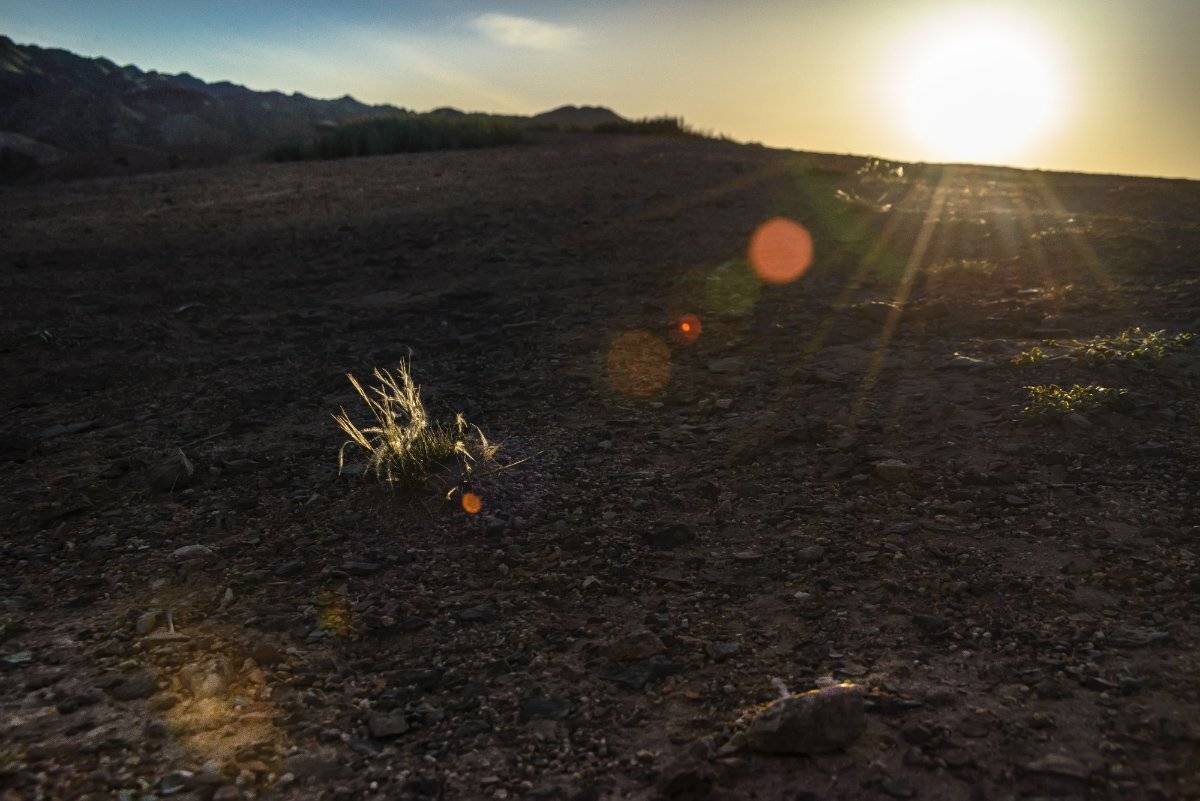 чарын, ковыль, солнечные лучи, контровый свет, пейзаж, природа,, Неля Рачкова