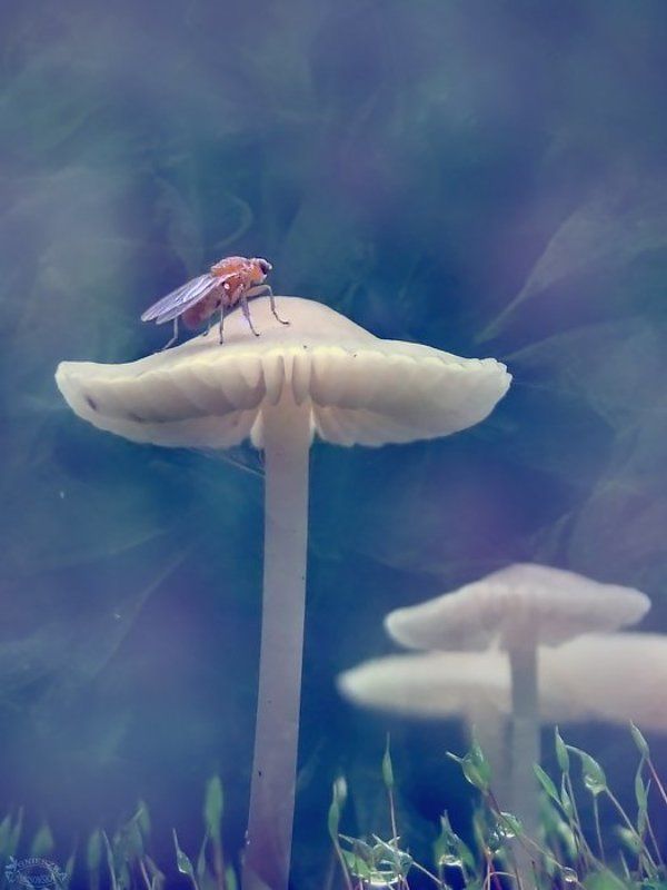 Takie bajki фото превью