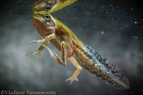Уже не головастик, но ещё не лягушка / It's no longer a tadpole, but not else a frog