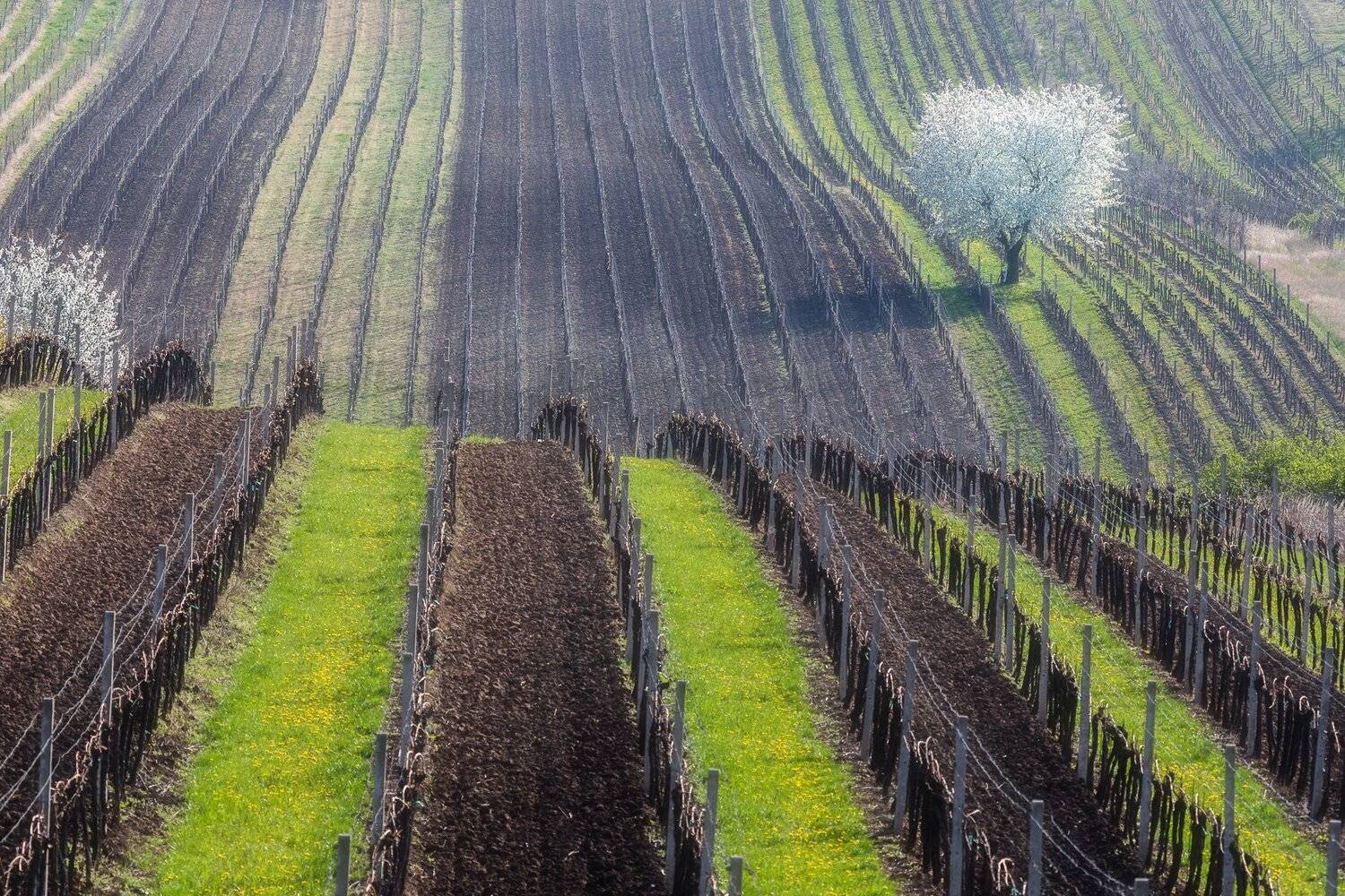 моравия, весна, дерево, трава, green,виноград, Марина Маликова