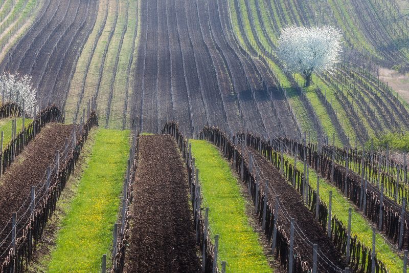 моравия, весна, дерево, трава, green,виноград Grape waves фото превью