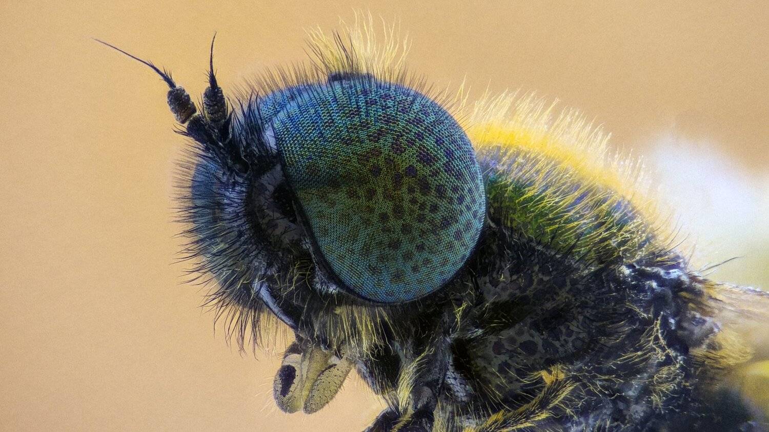 ceclii, lgg4, macro, extrememacro, макро, Tsvetan Ganev