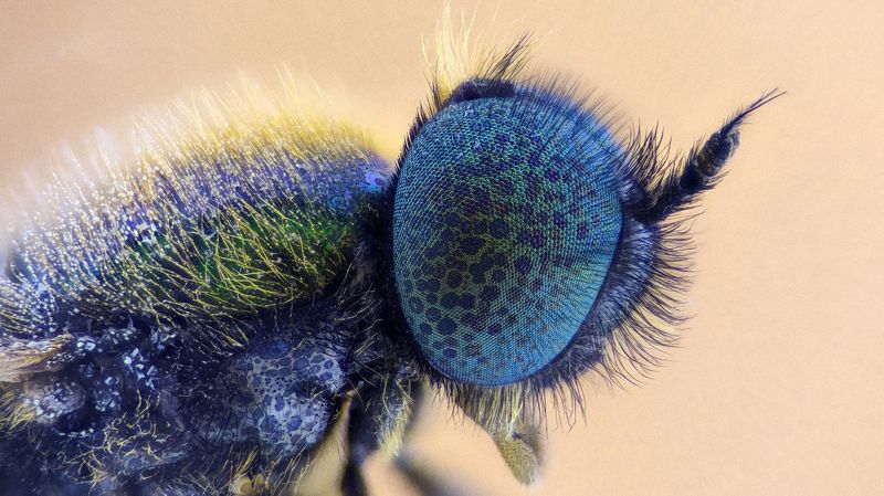 Муха фото превью