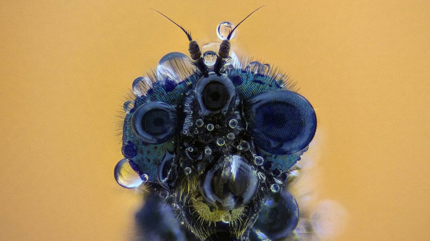 ceclii,macro,lgg4, extrememacro,  макро, Tsvetan Ganev