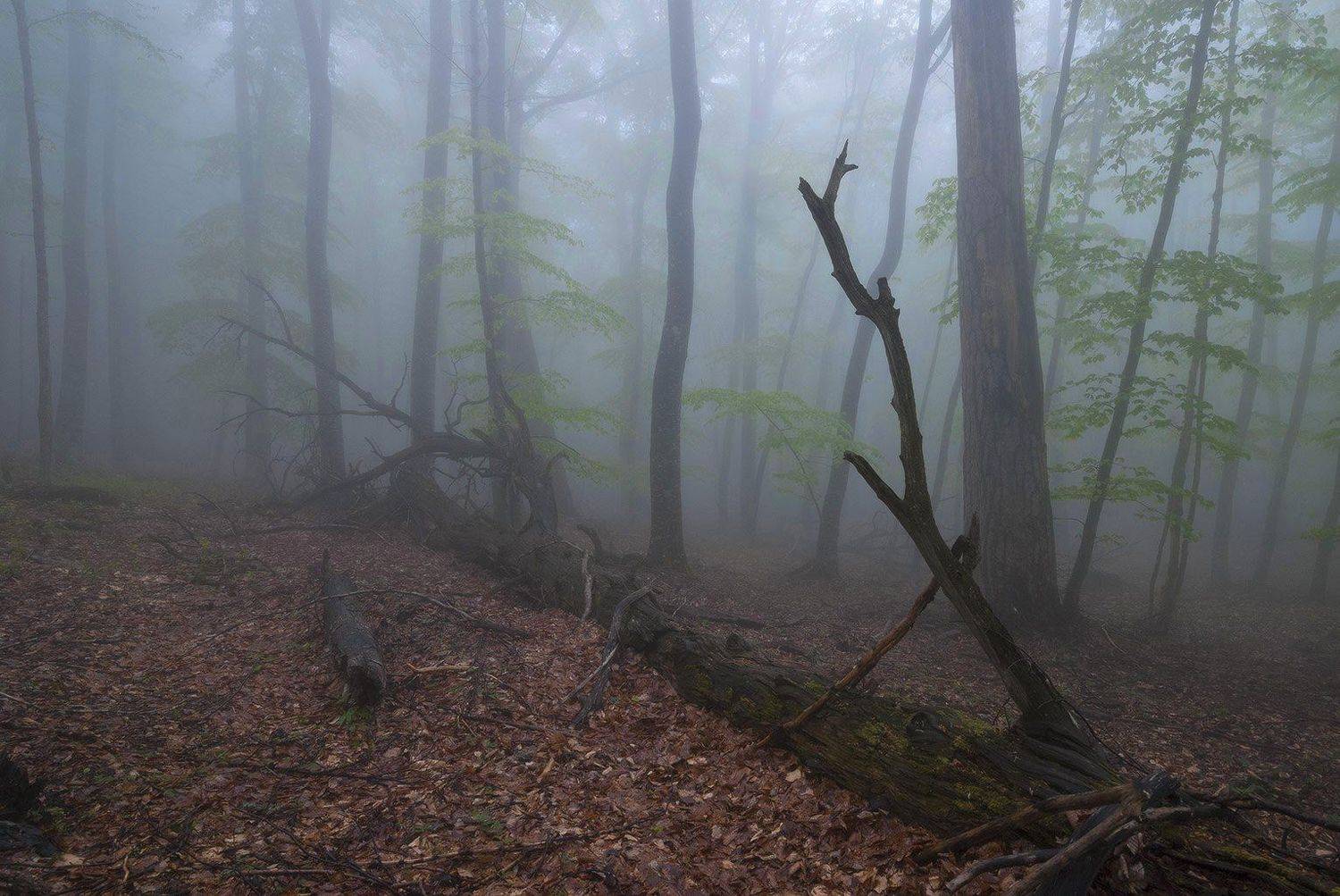 , Саша  Вайсберг / Waldschnepfe /