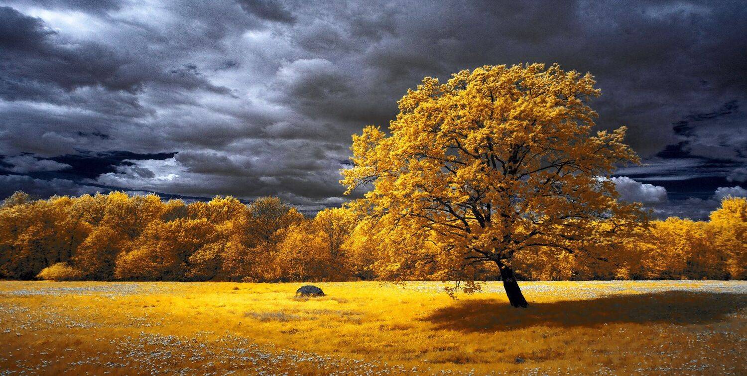 infrared,ик-фото,инфракрасное фото,инфракрасная фотография,пейзаж,природа,беларусь,весна, Sixten ( Сергей )