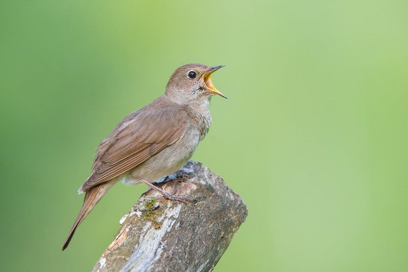 обыкновенный соловей. Соловей фото превью