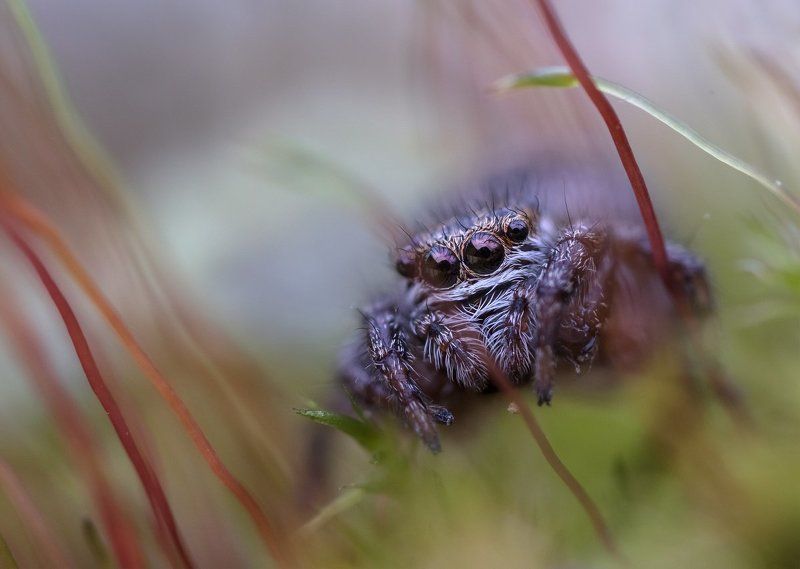 паук-скакунчик оООо фото превью
