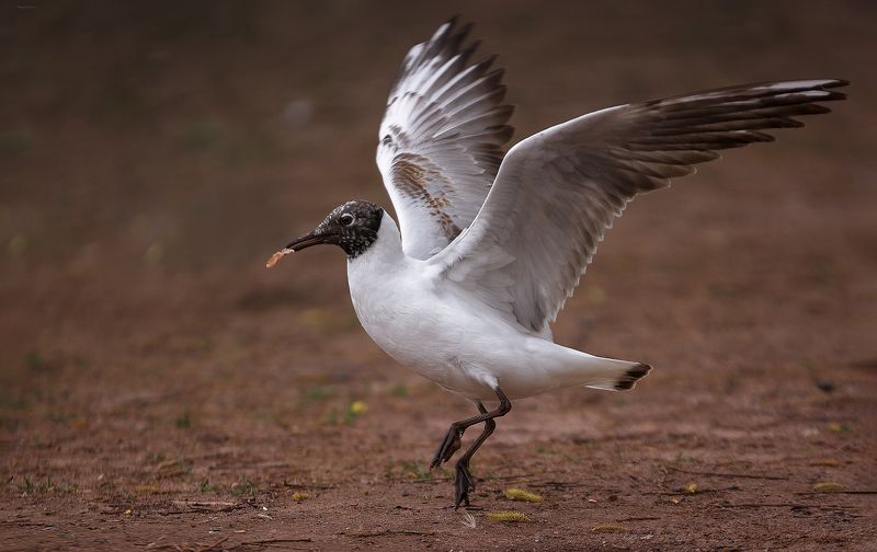 В образе фото превью