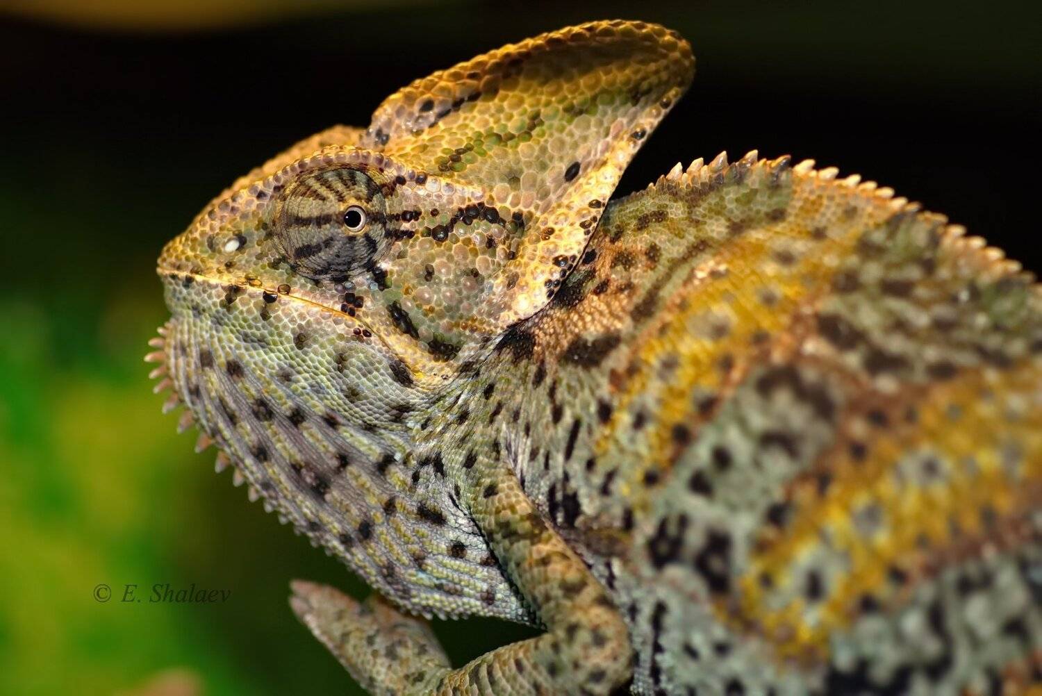 йеменский хамелеон,chamaeleo calyptratus,lizards,reptilia,рептилии,хамелеон,ящерица, Евгений