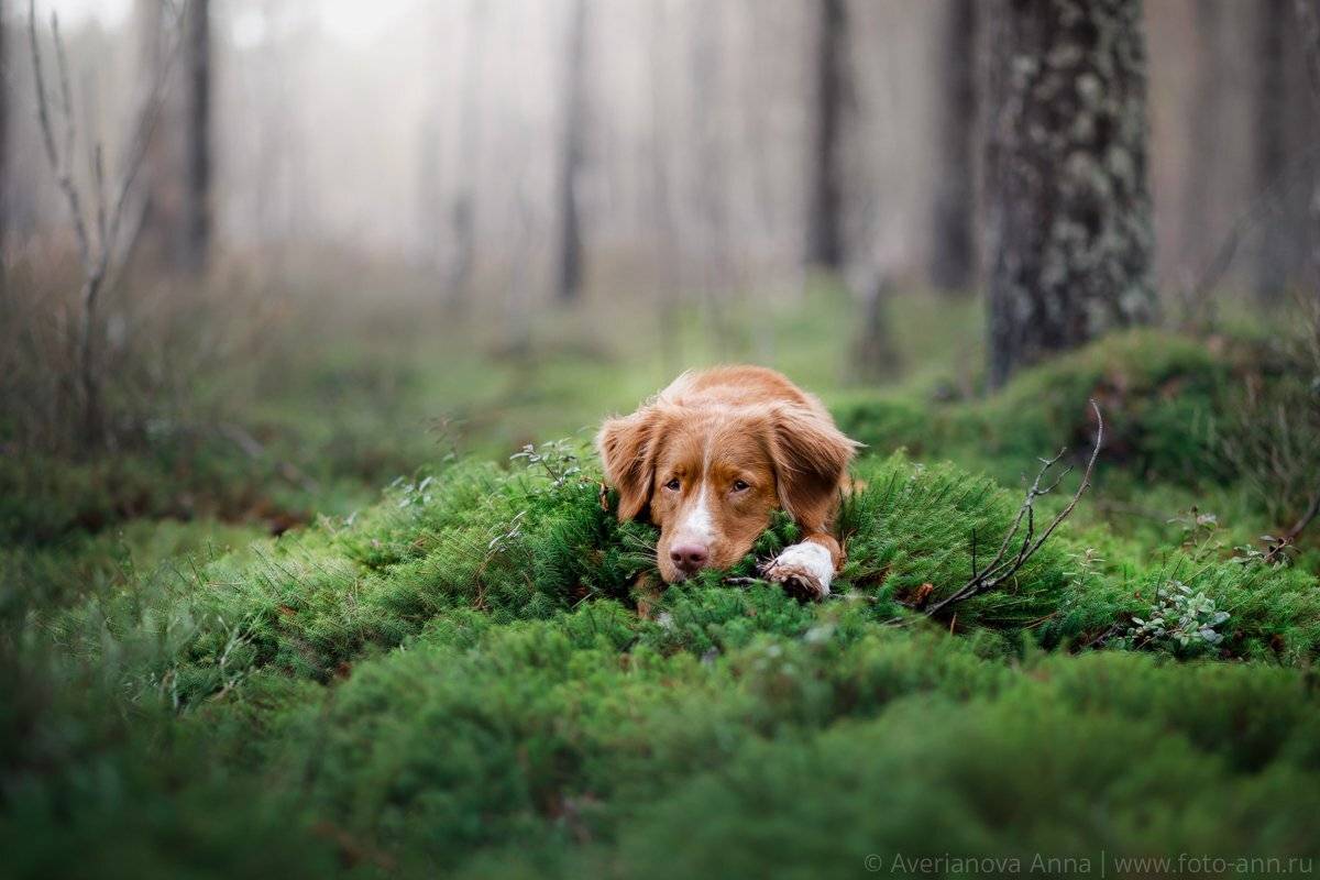 собака, лес, мох, природа, Анна Аверьянова