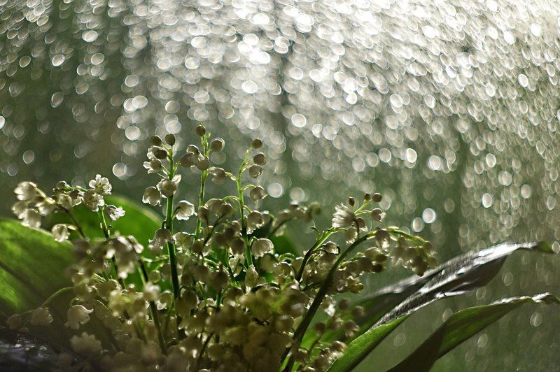 Ландыш серебристый. фото превью