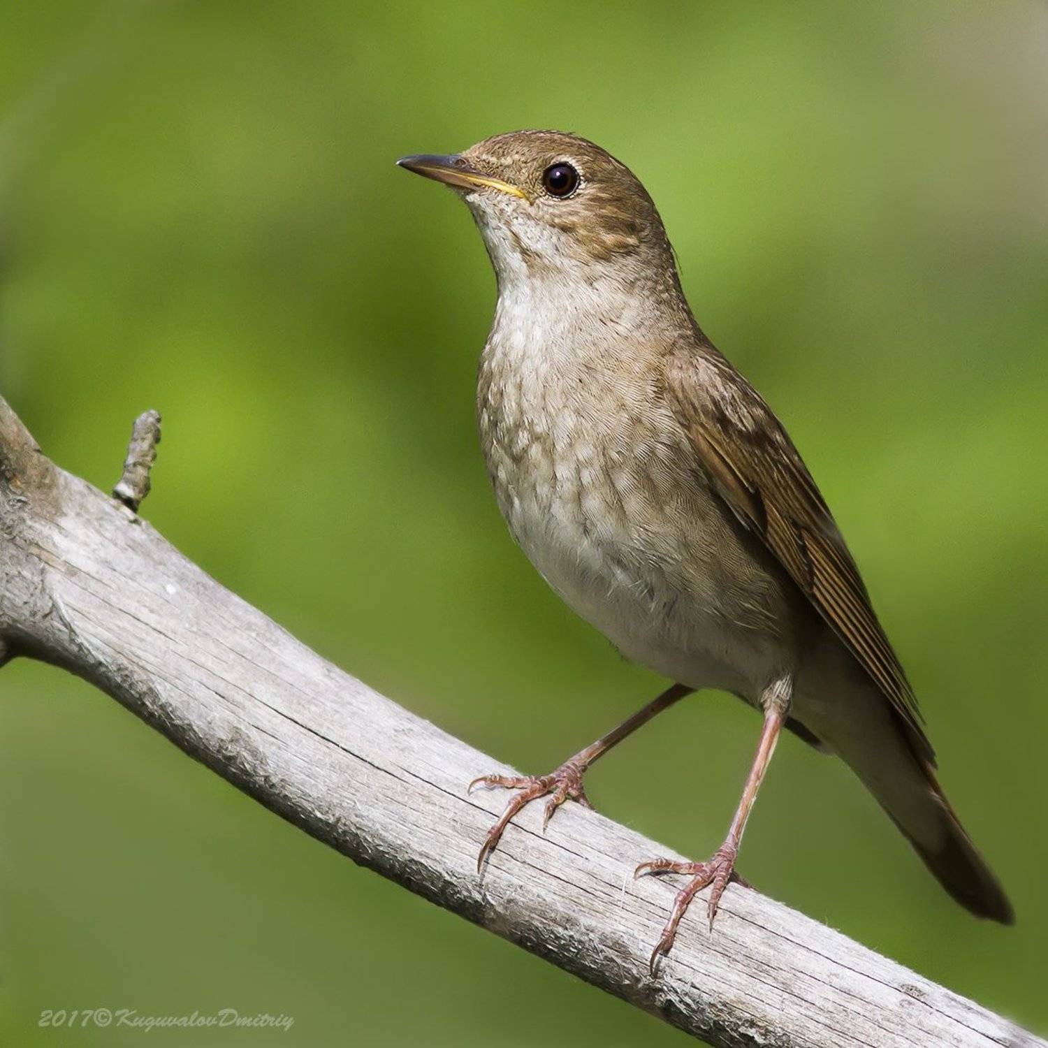 , Дмитрий Кугувалов
