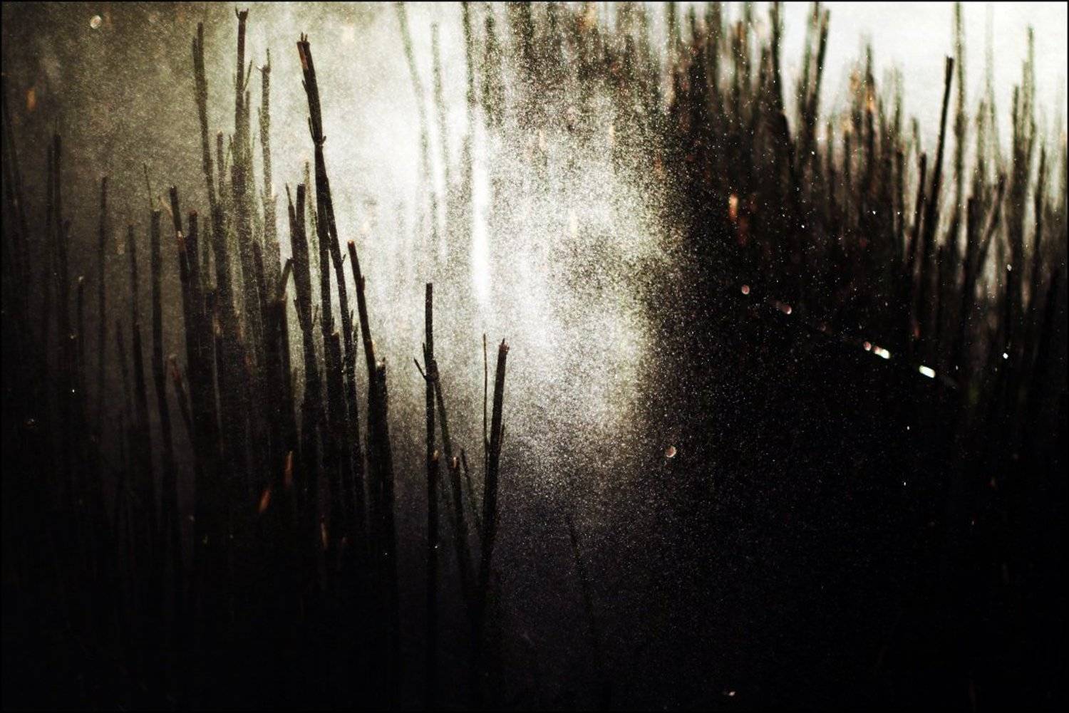 , Krzysztof Trojanowski