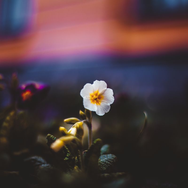 ботанический сад, макро, цветы, зелень, природа В ботаническом саду фото превью