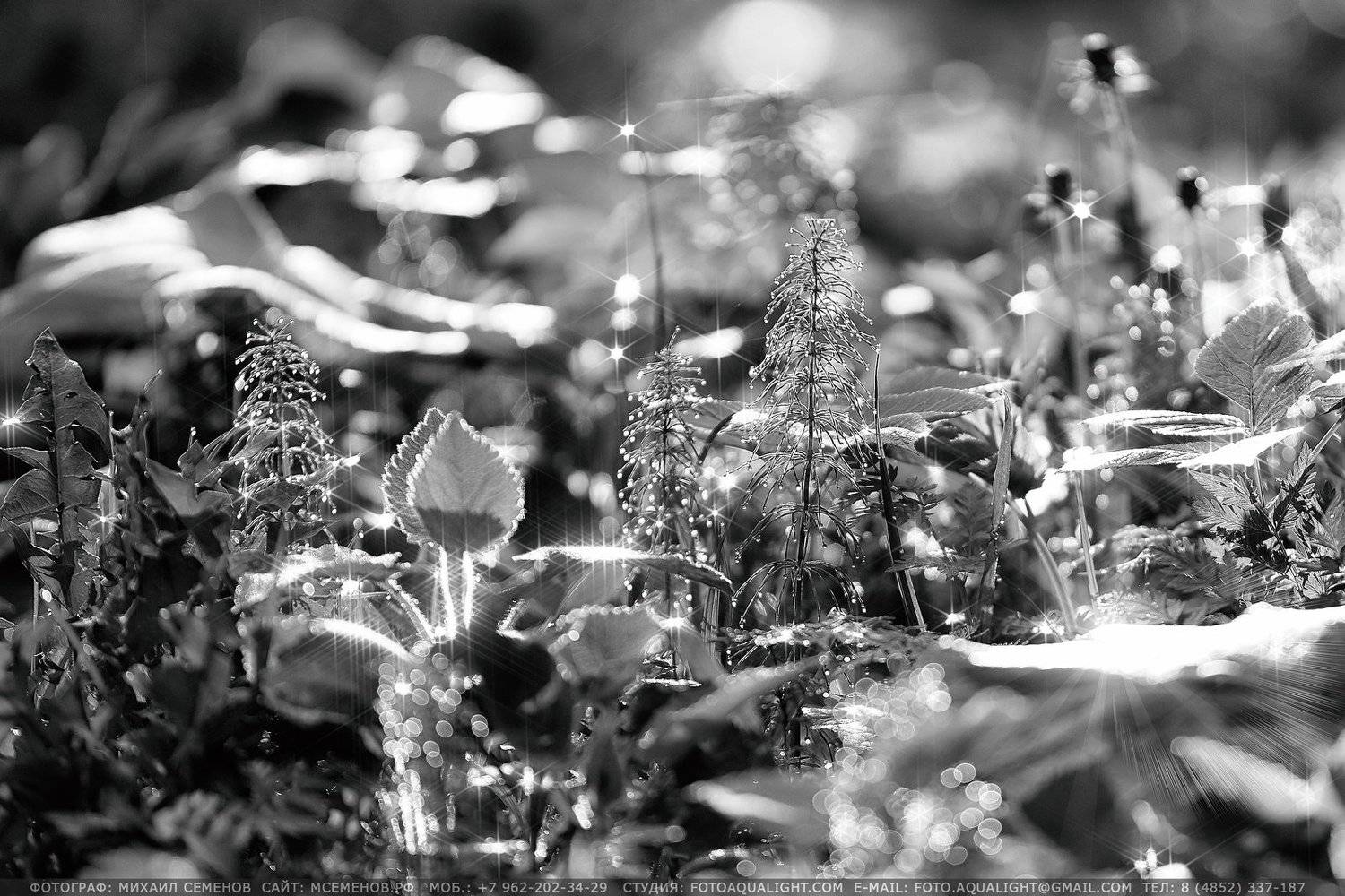 , Михаил Семенов