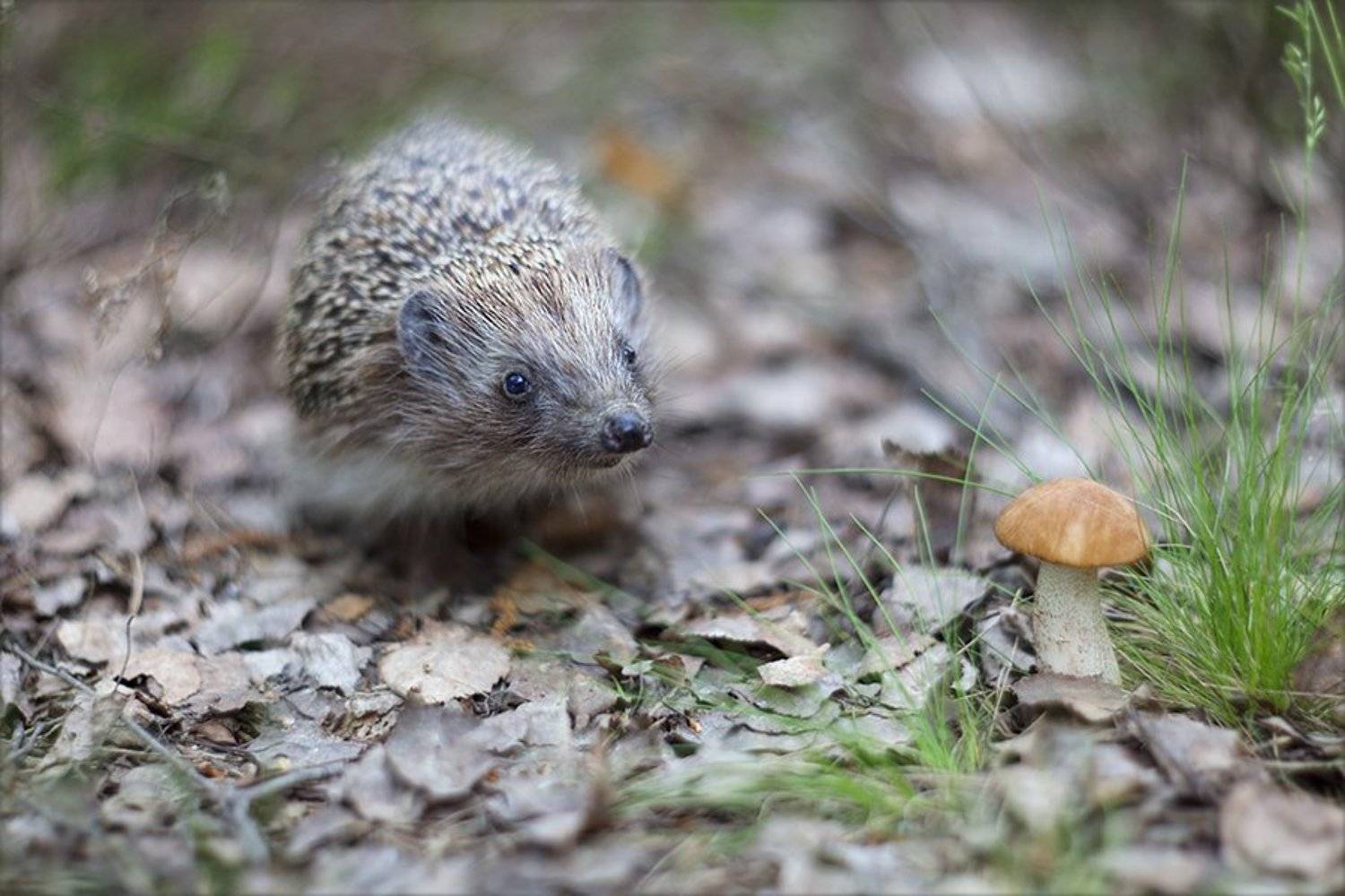 , Наталья Ова