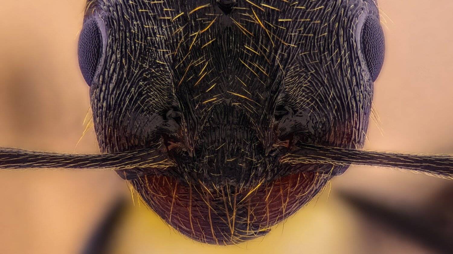 ceclii, macro, extrememacro, insect, animals, ant, макро,, Tsvetan Ganev