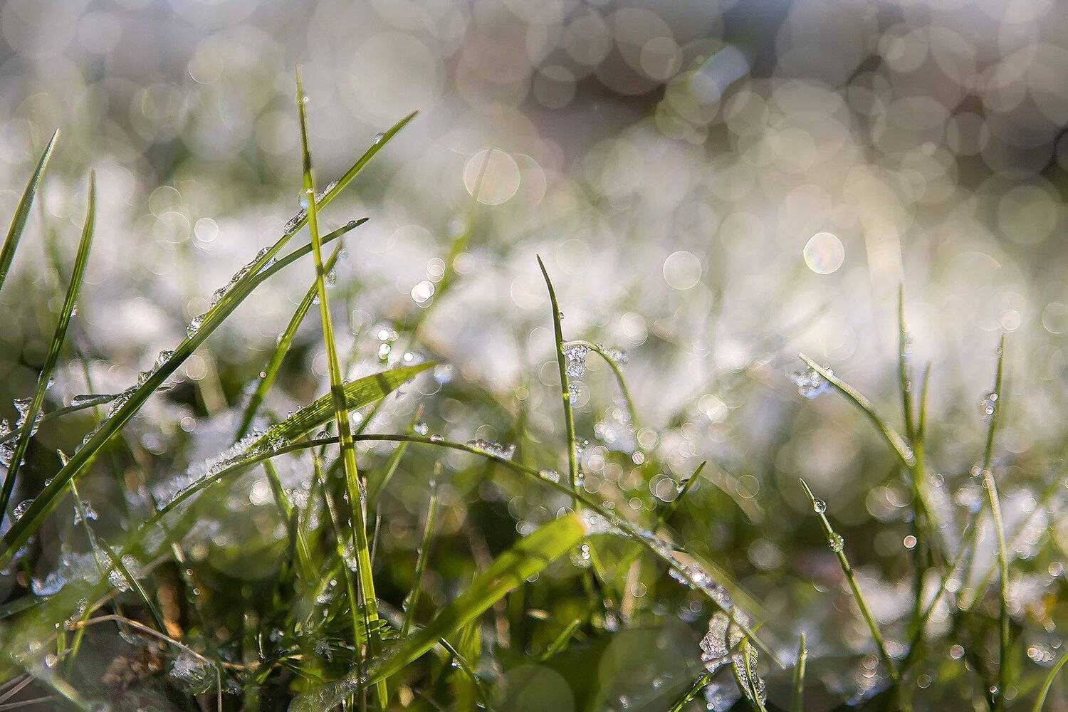 , Качурин Алексей