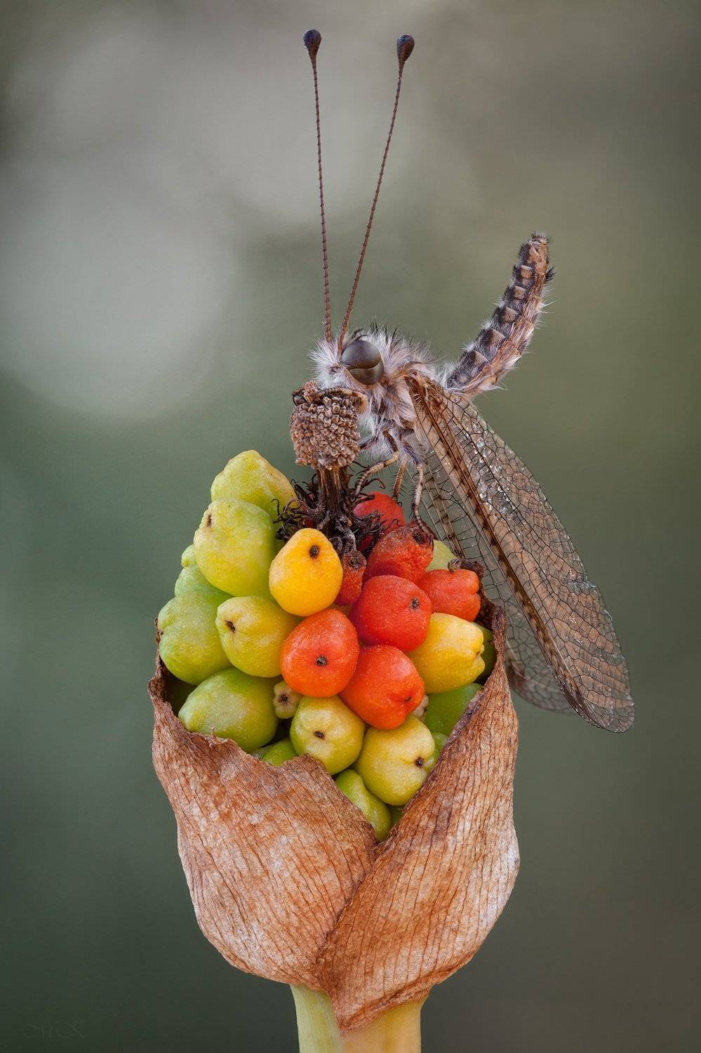 аскалаф, bubopsis andromache, Miron Karlinsky