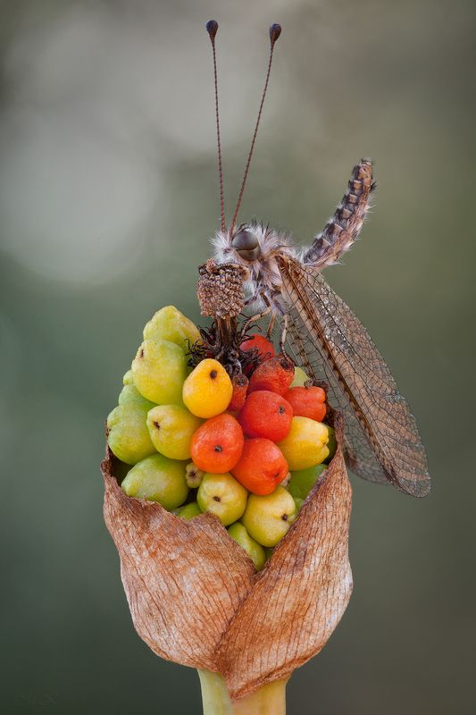 аскалаф, bubopsis andromache Налетай, гражданин! Покупай мандарин! фото превью