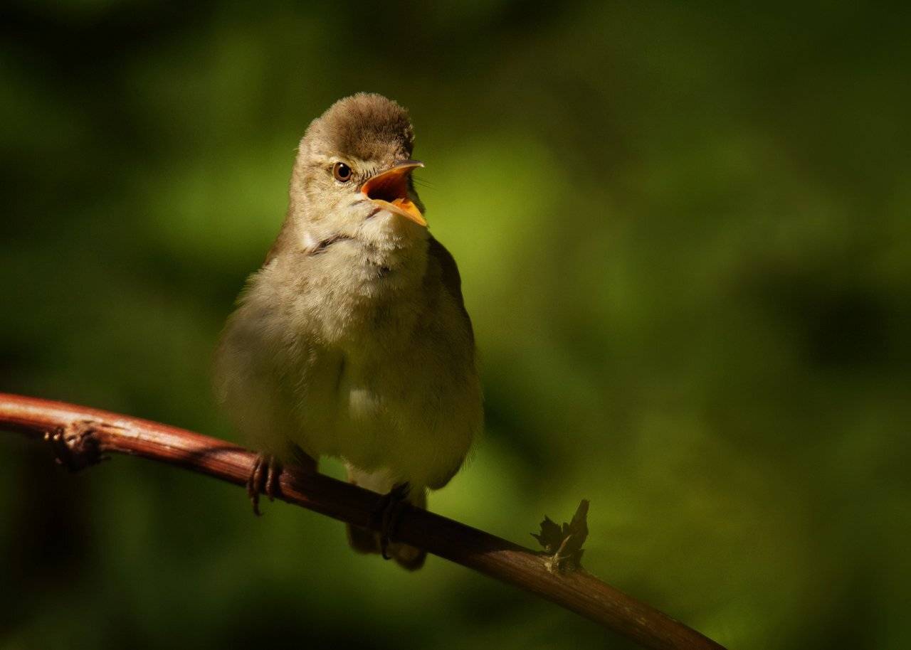 , Валерий Субачев