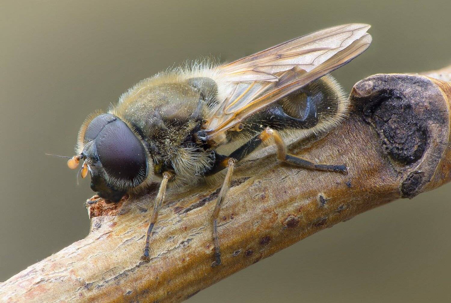 , Кузнецов Дмитрий