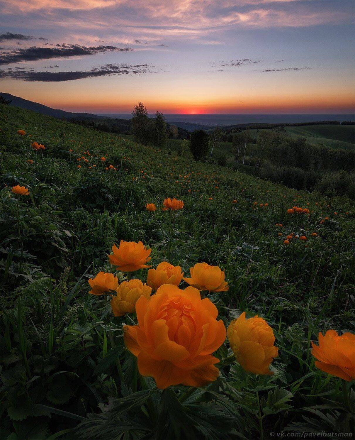 алтай, весна, цветы, жарки, огоньки, закат, вечер, пейзаж, Павел Силиненко