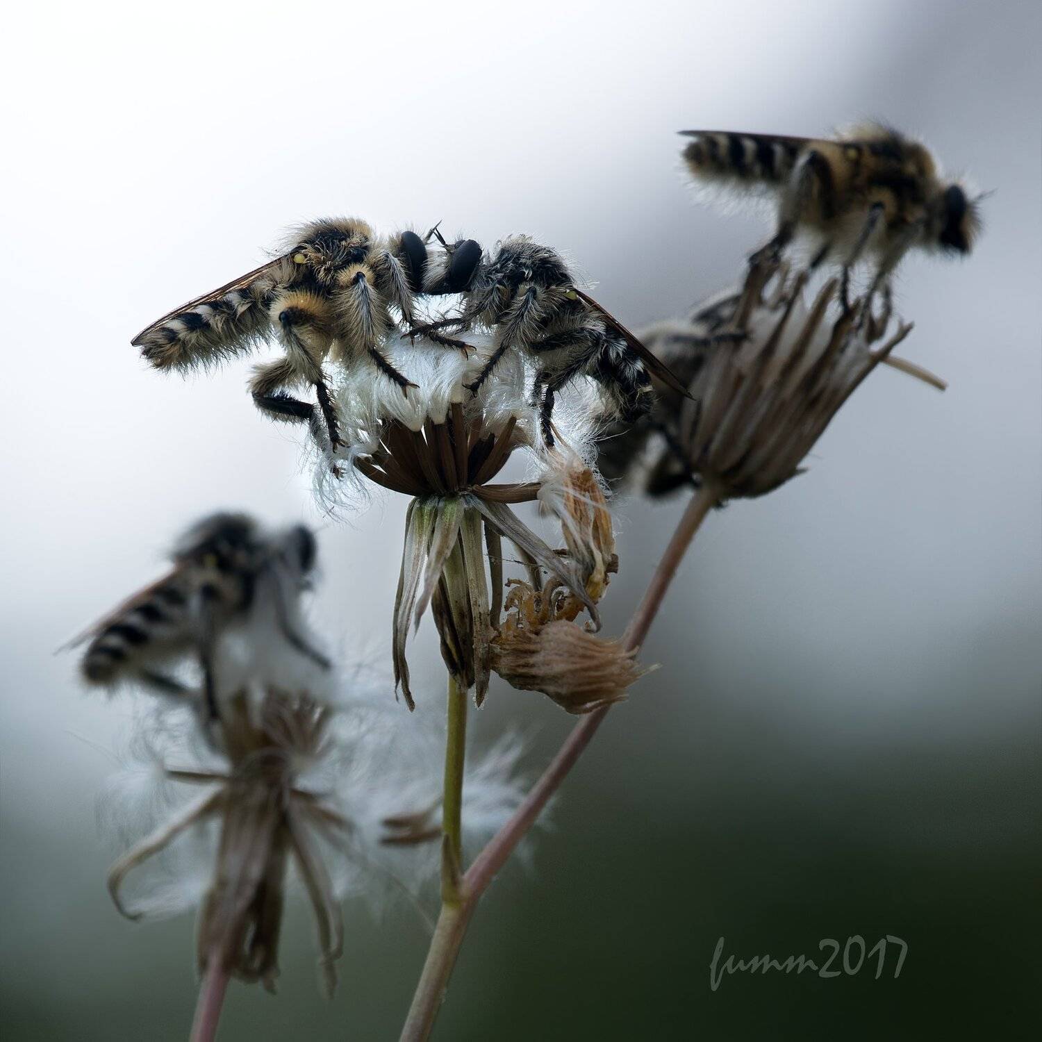 , Игорь ФУММ