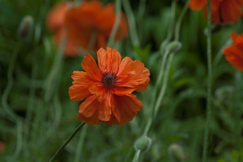 цветы,маки Маки ... фото превью