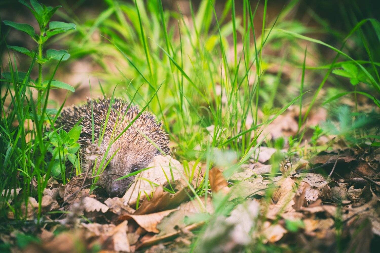 sony a6000, Tihomir Petkov